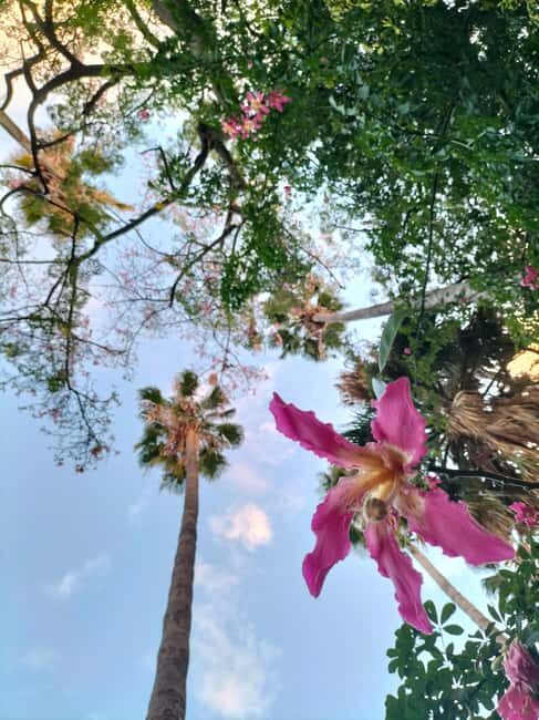 Palermo: Guided Tour of the Botanical Garden - The Experience Itself in Detail