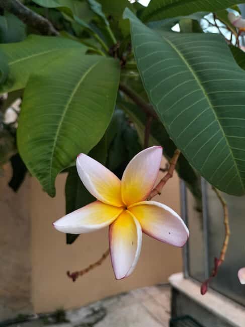 Palermo: Guided Tour of the Botanical Garden - Final Thoughts