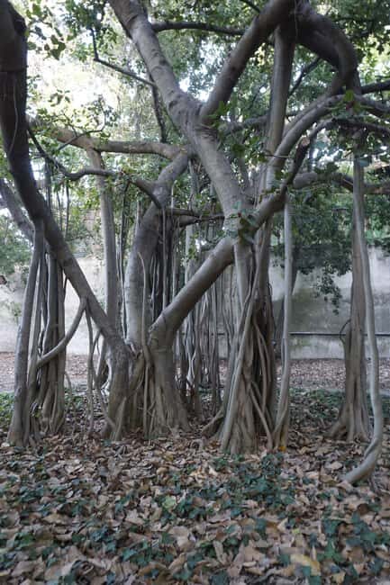 Palermo: Guided Tour of the Botanical Garden - FAQs