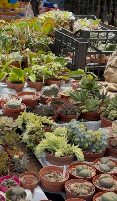 Palermo: Sunday Markets Guided Walking Tour with sweet break - What We Learned from the Reviews