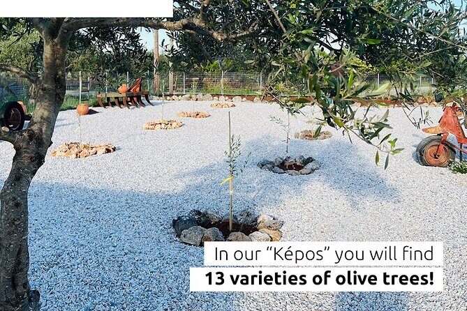 Pallada Semi-Private Olive Oil Tours in Sternes, Chania - What to Expect from the Olive Oil Tour