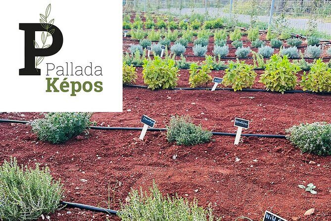 Pallada Semi-Private Olive Oil Tours in Sternes, Chania - Who Should Consider This Tour?