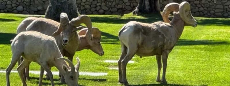 Palm Springs Tour from an open air 6 Passenger Golf Cart - Price, Value, and Who It’s Best For