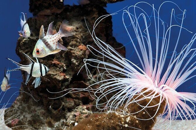 Palma Acquarium with Transfer - A Deep Dive Into the Palma Aquarium Experience
