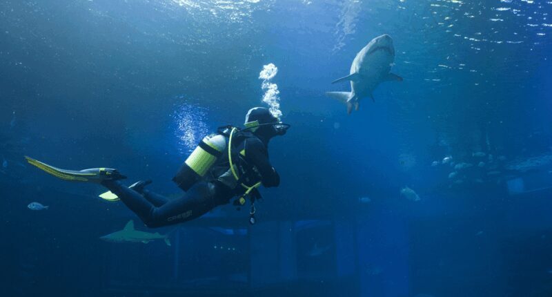 Palma de Mallorca: Shark Dive at Palma Aquarium - What Is the Palma Aquarium Shark Dive?