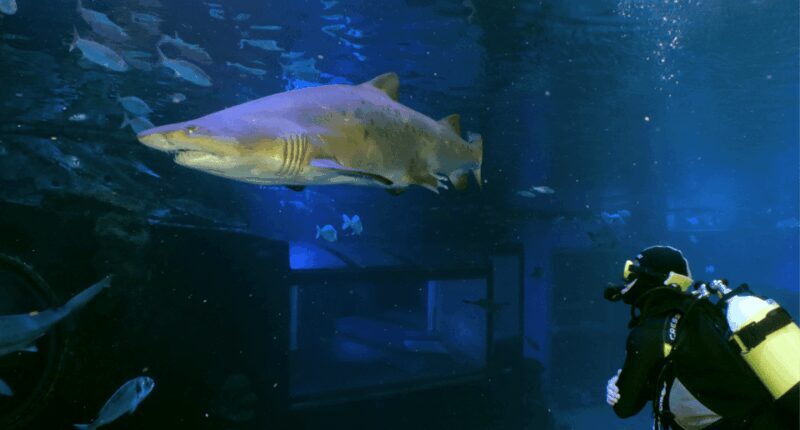 Palma de Mallorca: Shark Dive at Palma Aquarium - What’s Included and What to Prepare