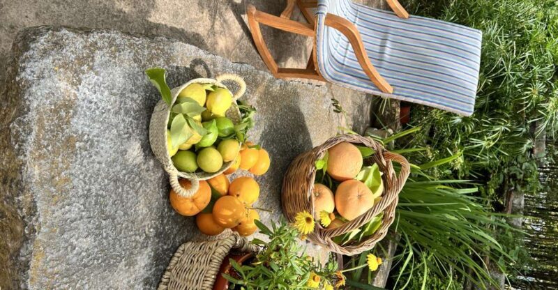 Palma: Orange Farm, Olive Mill, & Winery Tour with Tastings - Key Points