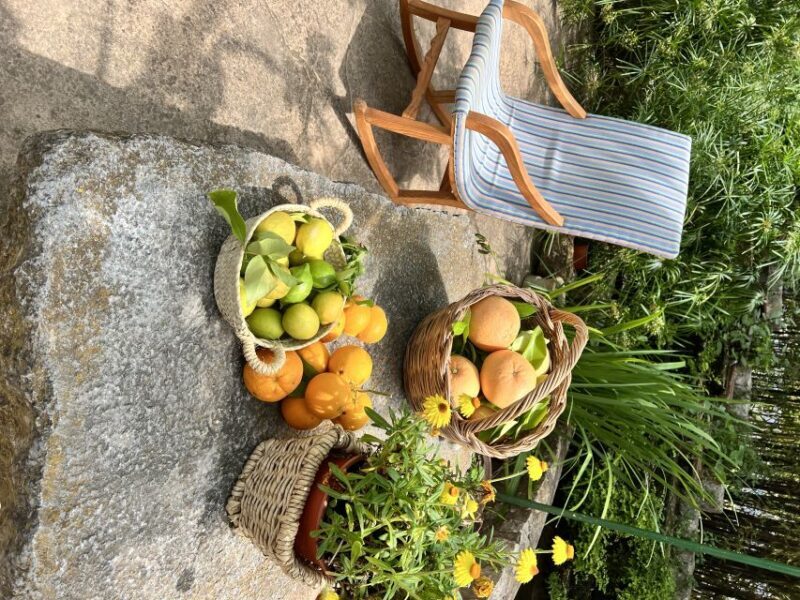 Palma: Orange Farm, Olive Mill, & Winery Tour with Tastings - The Full Experience: What to Expect from This Mallorca Tour