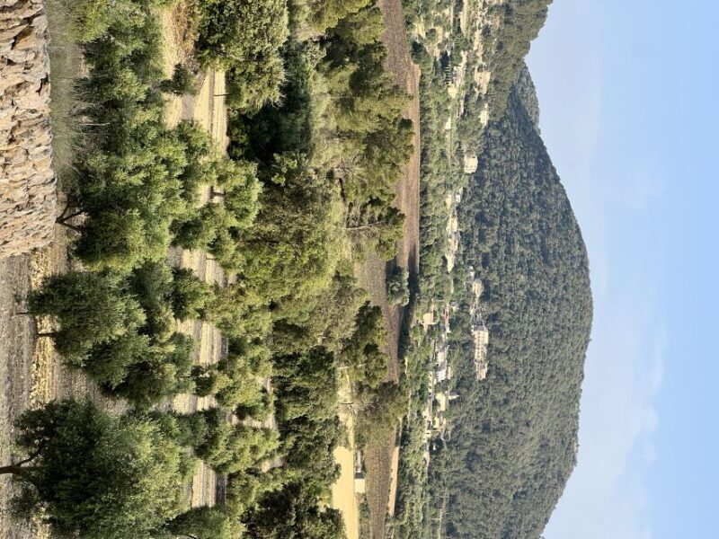 Palma: Orange Farm, Olive Mill, & Winery Tour with Tastings - Who Should Sign Up?