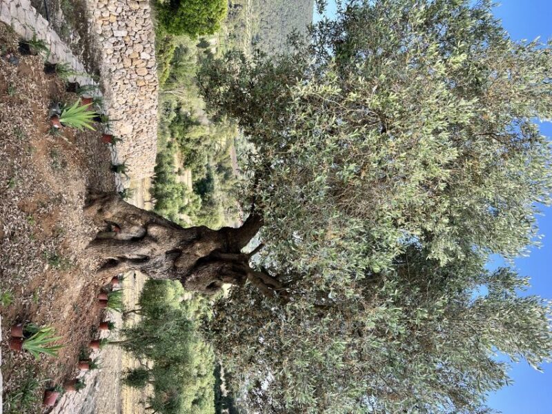 Palma: Orange Farm, Olive Mill, & Winery Tour with Tastings - Final thoughts