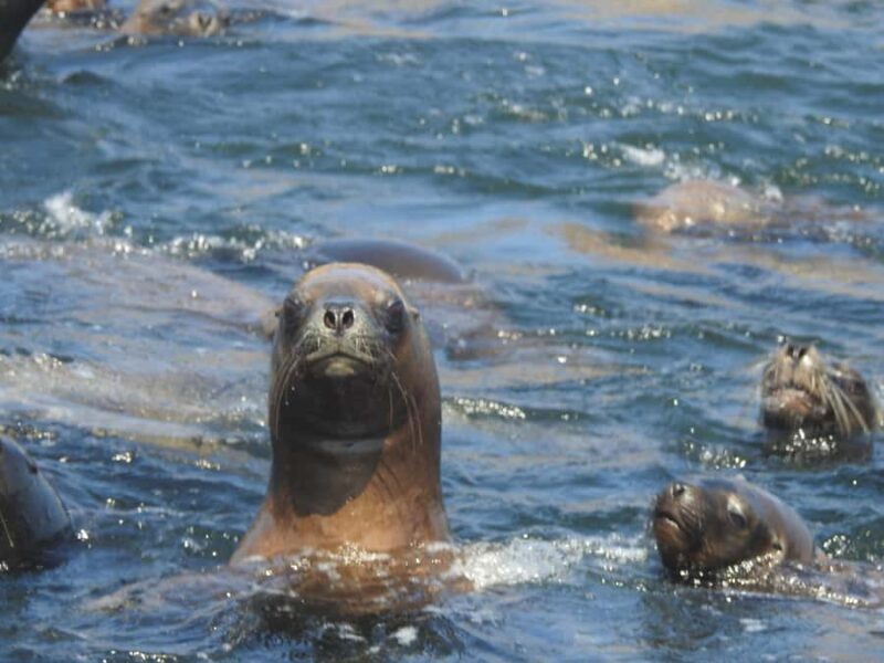 Palomino Islands Yacht Tour and swim alongside the sea lions - The Itinerary in Detail