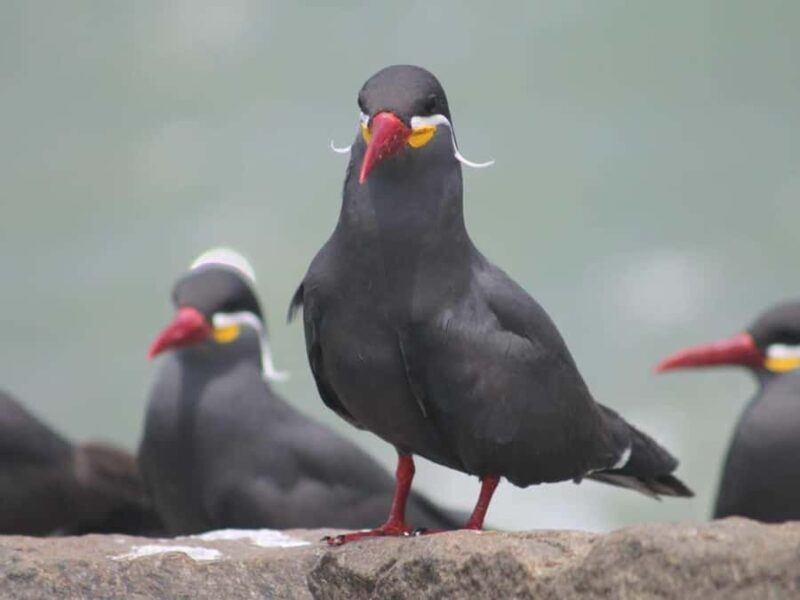 Palomino Islands Yacht Tour and swim alongside the sea lions - Is This Tour Right for You?