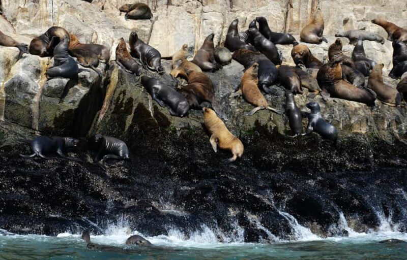 Palomino Islands Yacht Tour and swim alongside the sea lions - FAQ