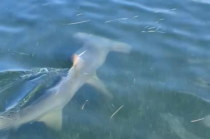 Panama City Beach Florida, Dolphin, Shell Island and Eco Tours - FAQs