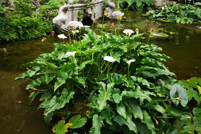 Panorama Dubrovnik & Arboretum Trsteno PRIVATE TOUR - Exploring the Trsteno Arboretum