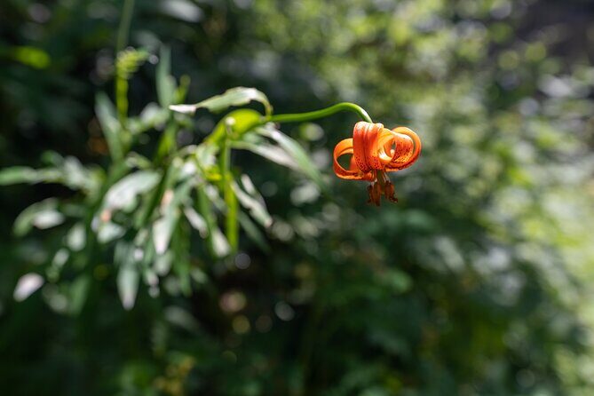 Panoramic hike in Julian Alps - Key Points