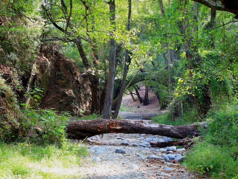Paphos: Beauty, Nature and Charm of Troodos Mountains - Scenic Stops and Views That Impress