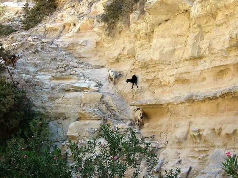 Paphos: Land Rover Jeep Safari Coastal Tour and Blue Lagoon - Lunch at a Traditional Taverna: Plan for Extra Cost