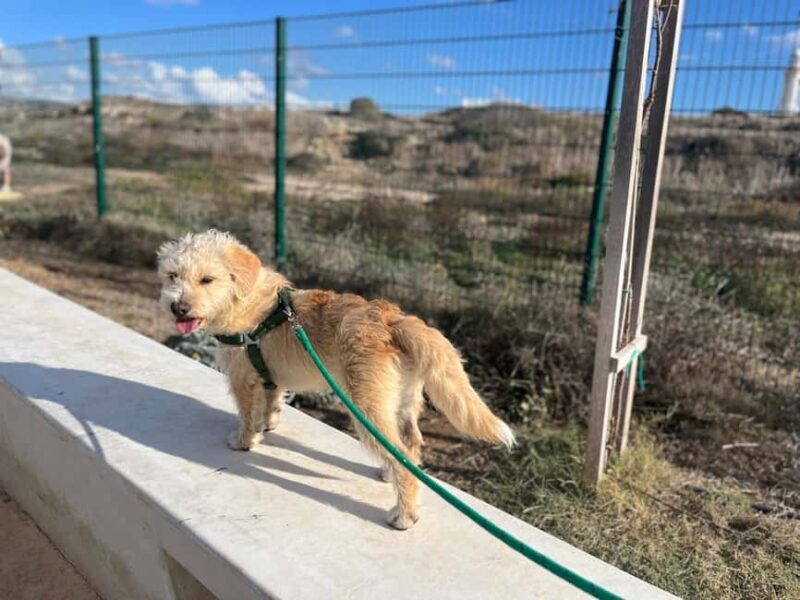 Paphos: Lighthouse Area Beach Walk with Rescue Dogs - Practical Details and Why They Matter