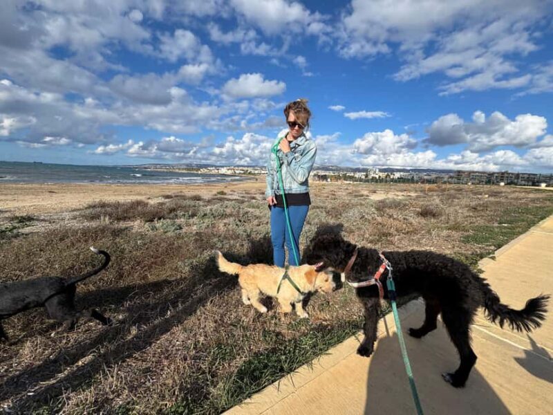 Paphos: Lighthouse Area Beach Walk with Rescue Dogs - FAQ