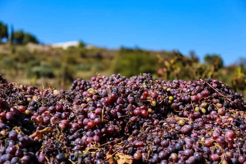 Paphos: Local Wineries Tour with Wine Tastings - Final thoughts