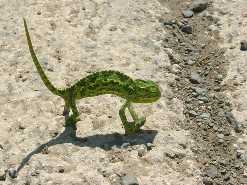 Paphos: Troodos-Kykkos Land Rover Treasure Jeep Safari - What Do the Reviews Say?