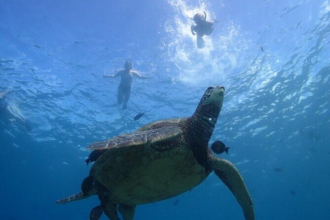Paradise Honu Morning Snorkeling Tour - The Experience in Detail