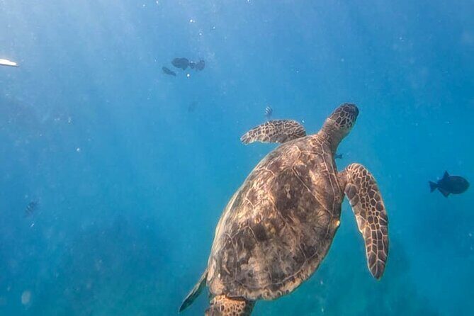 Paradise Honu Snorkeling Tour - Paradise Honu Snorkeling Tour – An Honest Look