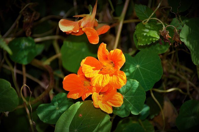 Paradise Valley Beauty Walk - The Experience of the Guides