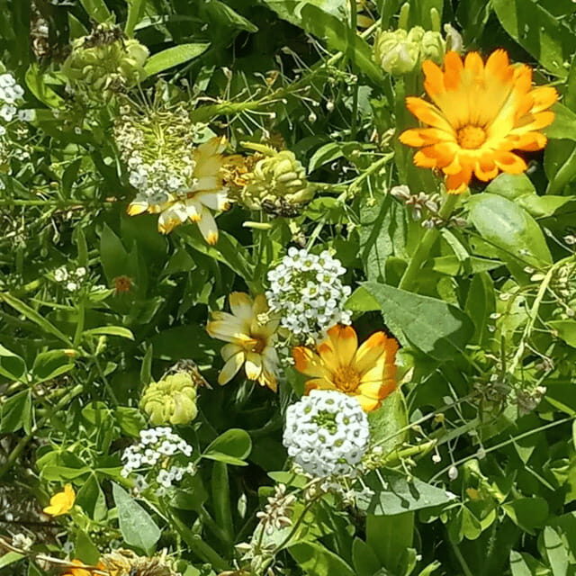 Paradise Valley: Bee Adventure Tour! - What Is the Paradise Valley Bee Adventure Tour?