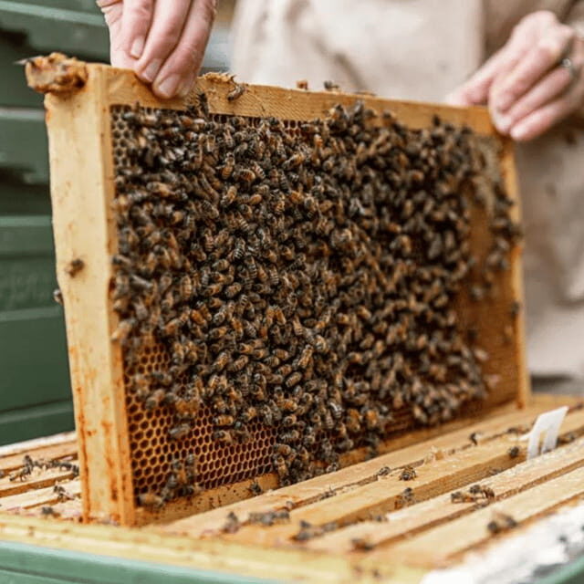 Paradise Valley: Bee Adventure Tour! - Price and Value