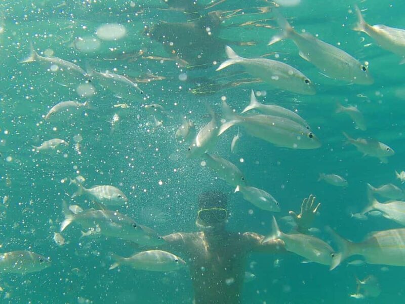 Paraty: A Private Speedboat Experience in Mamangua - Who Will Love This Tour?