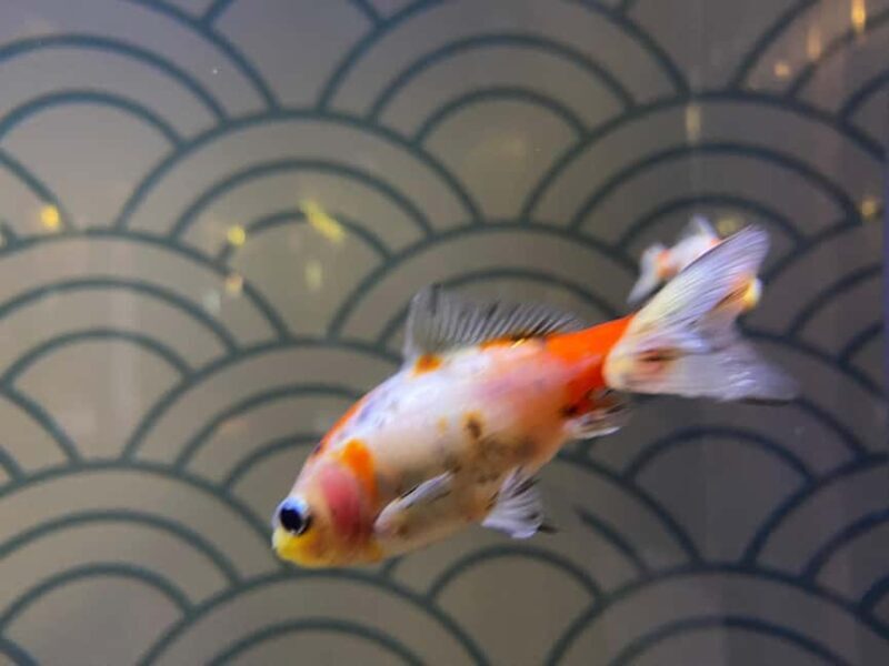 Paris: Aquarium de Paris, A Dive into the Deep Blue Wonder - What Is the Aquarium de Paris?