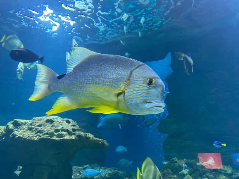 Paris: Aquarium de Paris, A Dive into the Deep Blue Wonder - What Are the Highlights?