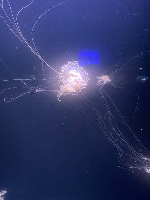 Paris: Aquarium de Paris, A Dive into the Deep Blue Wonder - Who Is This Tour Best For?