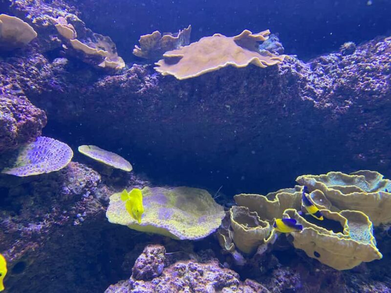 Paris: Aquarium de Paris, A Dive into the Deep Blue Wonder - The Sum Up