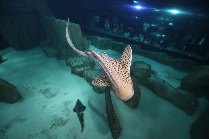 Paris: Aquarium de Paris Entrance Ticket - Seating, calm areas, and crowd management