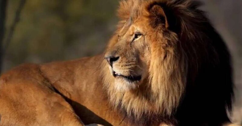 Paris: Paris Zoological Park Entrance Ticket - Final Thoughts