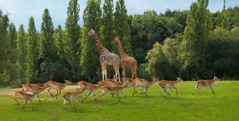 Paris: Thoiry Castle and Safari Park Private Tour - Key Points