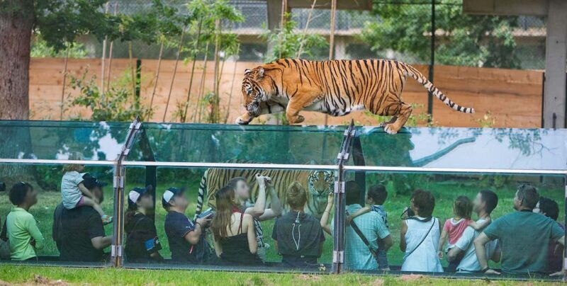 Paris: Thoiry Castle and Safari Park Private Tour - The Itinerary in Detail