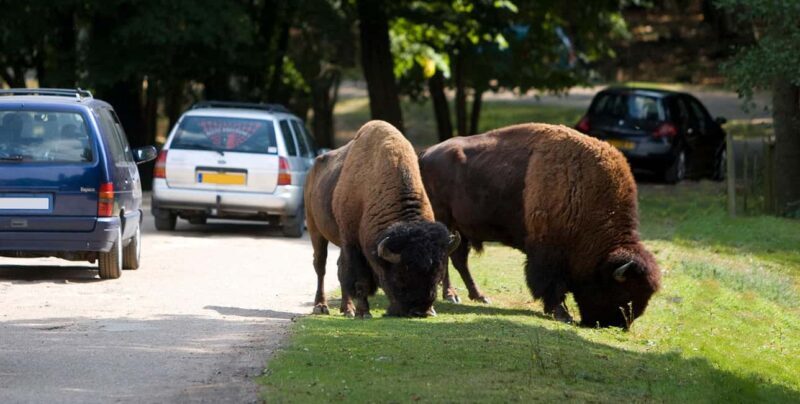 Paris: Thoiry Castle and Safari Park Private Tour - The Experience: Pros and Cons