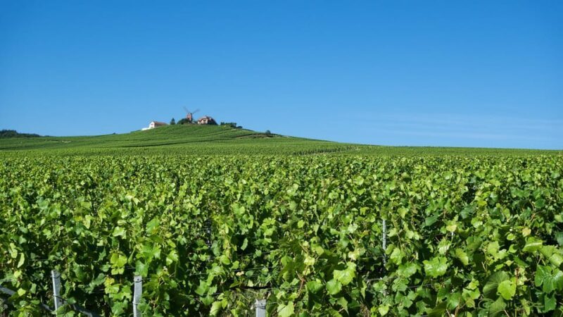 Paris VIP: Champagne Region Private Chauffeur Driven 12hrs - A Closer Look at the Private Champagne Tour