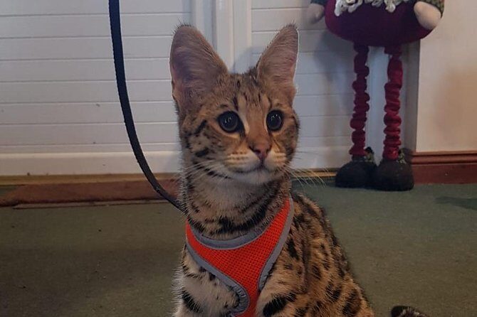 Park Entry for a Family of 4 (2 adults and 2 children) - An Honest Look at the Experience