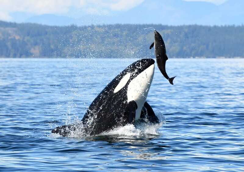 Parksville: Half-Day Whale and Wildlife Adventure - FAQ