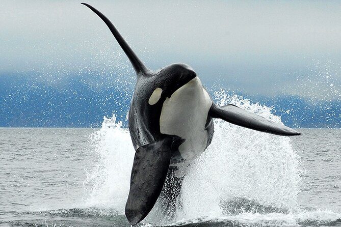 Parksville Half Day Whale and Wildlife Adventure - Introduction