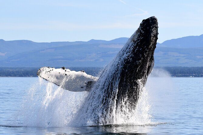 Parksville Half Day Whale and Wildlife Adventure - Key Points