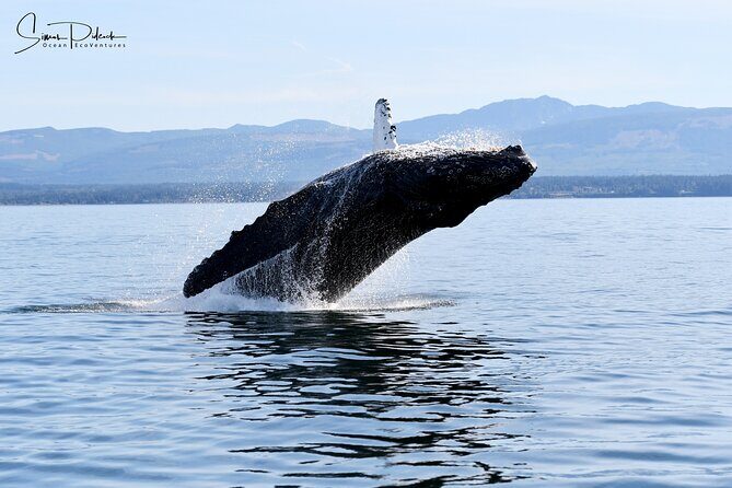Parksville Half Day Whale and Wildlife Adventure - The Itinerary in Detail