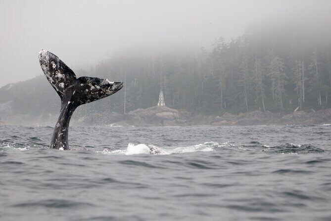 Parksville Half Day Whale and Wildlife Adventure - The Value of the Experience