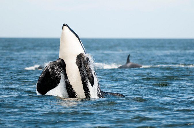 Parksville Half Day Whale and Wildlife Adventure - Who Should Consider This Tour