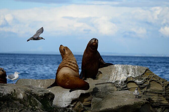 Parksville Half Day Whale and Wildlife Adventure - FAQs